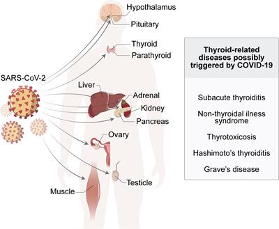 COVID-19 and thyroid function: What do we know so far?